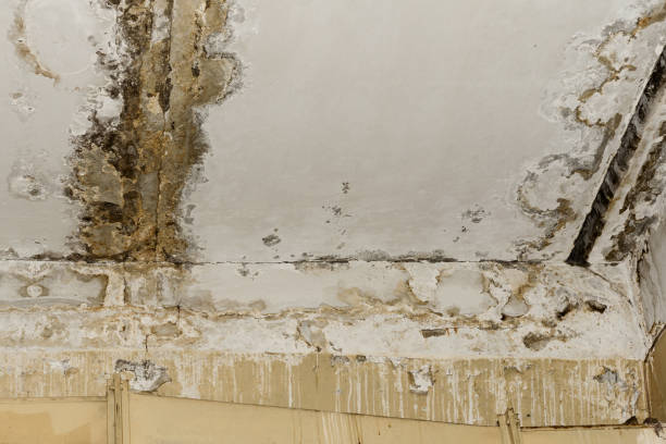 Professional Mold Inspection, Removal & Remediation in Oak Grove, VA